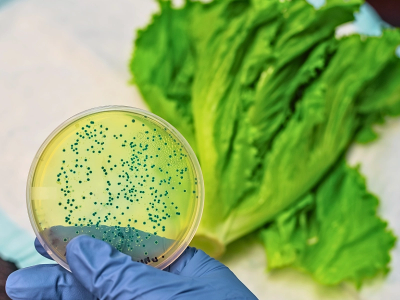 Gloved hand holding petri dish with bacterial culture beside lettuce.